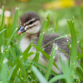 Ducklings