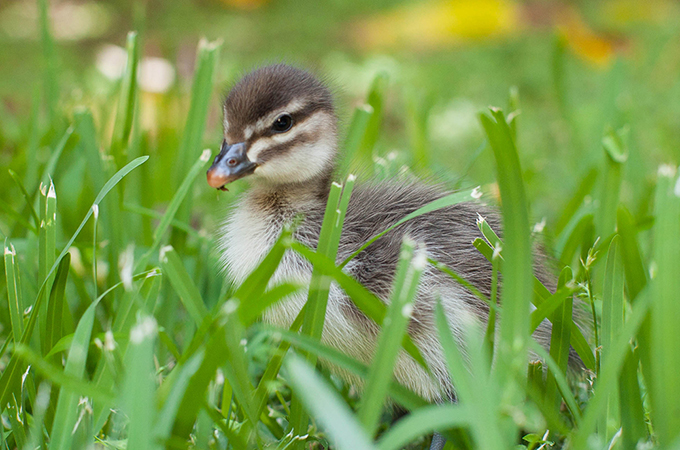 Ducklings 