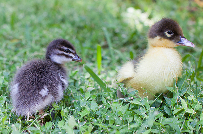 Ducklings 2