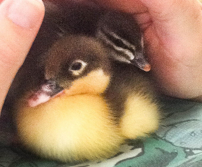 Ducklings 5